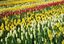 花卉具体有哪些类型