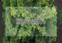 柏树的叶子绿得像什么？