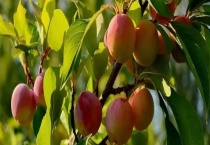 李子树什么时候嫁接最好 嫁接技术是怎样的