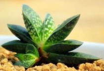 多肉元宝能长多大