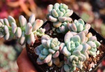 多肉的花剑可以繁殖吗？