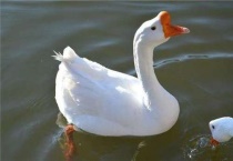 母鹅和公鹅的区别？