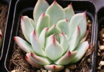 多肉叶子变黄脱落什么原因？