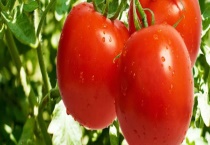 西红柿秧叶打卷怎么办？