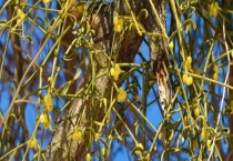 杨树的开花时间 杨树产地在哪里