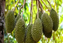 榴莲树结果通常需要几年 附榴莲树的生长习性