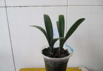 君子兰叶子能生根吗？