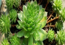 景天科观音莲的养殖方法 景天科观音莲的繁殖多久？