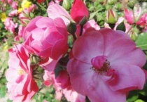 月季花苞到开花要多久？