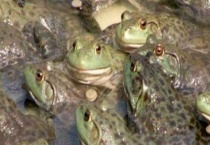 牛蛙越冬期管理办法 越冬期蝌蚪怎样护理