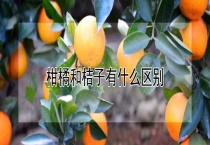 柑橘和桔子有什么区别？？