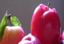 李子和杏子的区别？ 详细介绍