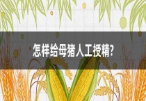 怎样给母猪人工授精？