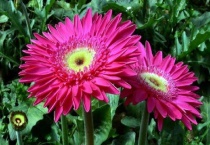 扶郎花怎么养在水中