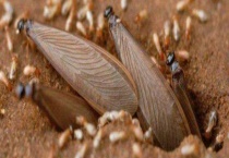 白蚁蚁后是怎么产生的 白蚁蚁后的寿命是多长