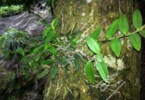 如何识别野生铁皮石斛