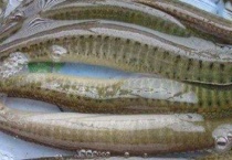 泥鳅吃生米还是熟米