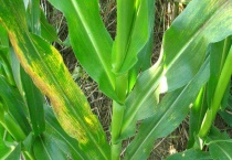 玉米褐斑病的防治方法 玉米褐斑病的危害症状