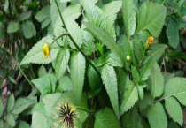 鬼针草有哪些品种 不同的品种形状有差异