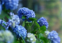 无尽夏绣球什么时候开始调蓝