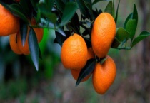 橘子产地在哪里 附产地环境