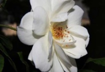 月季白霜病是什么？