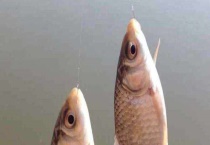 晚春钓鲫鱼技巧及注意事项 饵料怎样选用