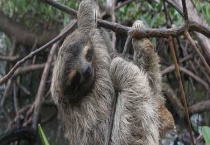 树懒的生活习性 从以下四点分析