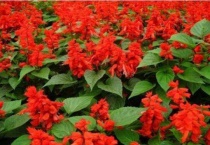 串串红花的养殖多久？