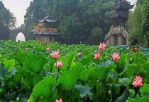 杭州荷花什么时候开 杭州西湖哪里的荷花最美