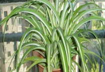 金心吊兰的养殖方法 附金心吊兰的养殖价值及繁殖多久？