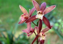 墨兰叶尖发黄怎么办？