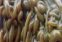 山林里的蚂蝗会不会害怕药和气味 它们会害怕盐和火吗？