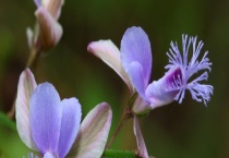 远志的产地分布 产地环境是怎样的