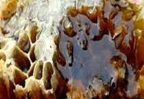 正宗土蜂蜜的鉴别方法有哪些 详细介绍