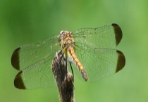 蜻蜓的经济价值有哪些 其尾巴的用处是什么？