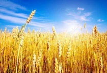 麦穗的花语和寓意