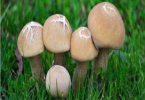 松茸和香菇的区别？ 详细介绍