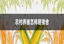 农村养猪怎样建猪舍