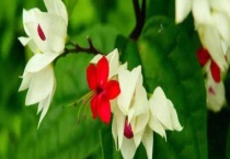 给花吹风扇算通风吗？