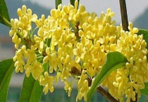 桂花是常绿还是落叶植物 附桂花常见品种介绍