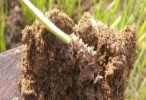 用什么农药防治地蛆 附地蛆基本介绍