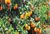 沃柑结果需要几年 附种植多久？