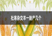 杜寒杂交羊一胎产几个