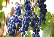 抑霉唑怎么应用在葡萄上 附抑霉唑的使用多久？