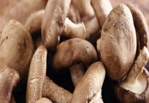 中国香菇首推产地 日本和韩国也都有香菇的产地