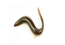 泥鳅苗一万尾多少钱 泥鳅养殖有什么风险