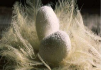 蚕茧多少钱一斤 附质量指标