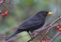 羽毛黑色嘴巴橙色的鸟