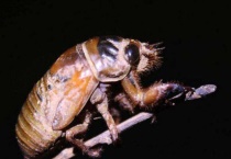 知了猴在土里要几年